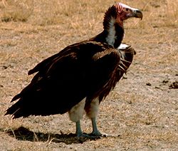 Vautour nubien (Torgos tracheliotus)